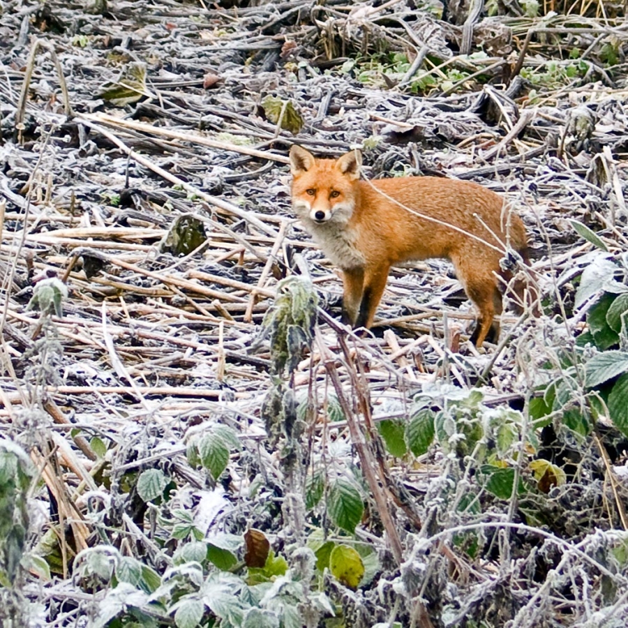 Fox at Stamperland