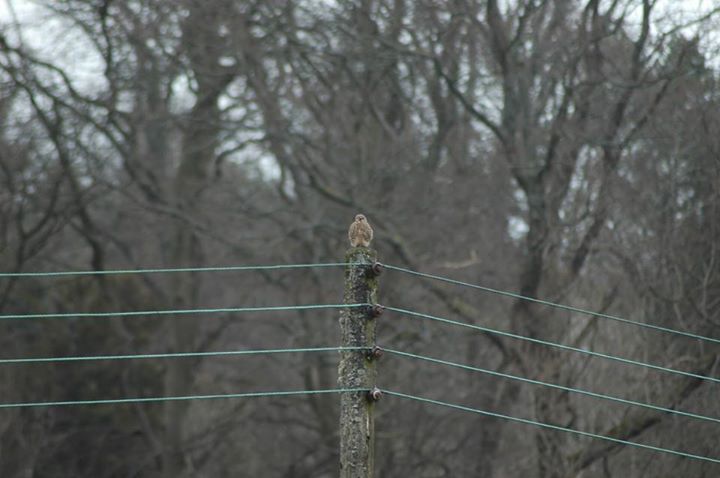 Female Kestrel on Electricity Pole Female Kestrel on Electricity Pole