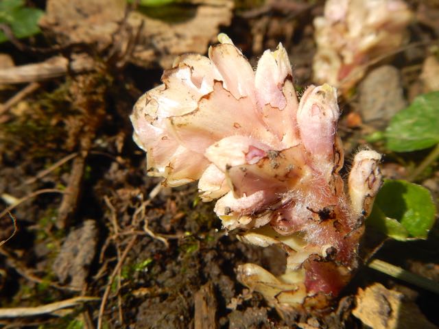 Toothwort Toothwort